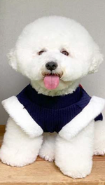 Dog Pet Wear | Korean Vest | 正價