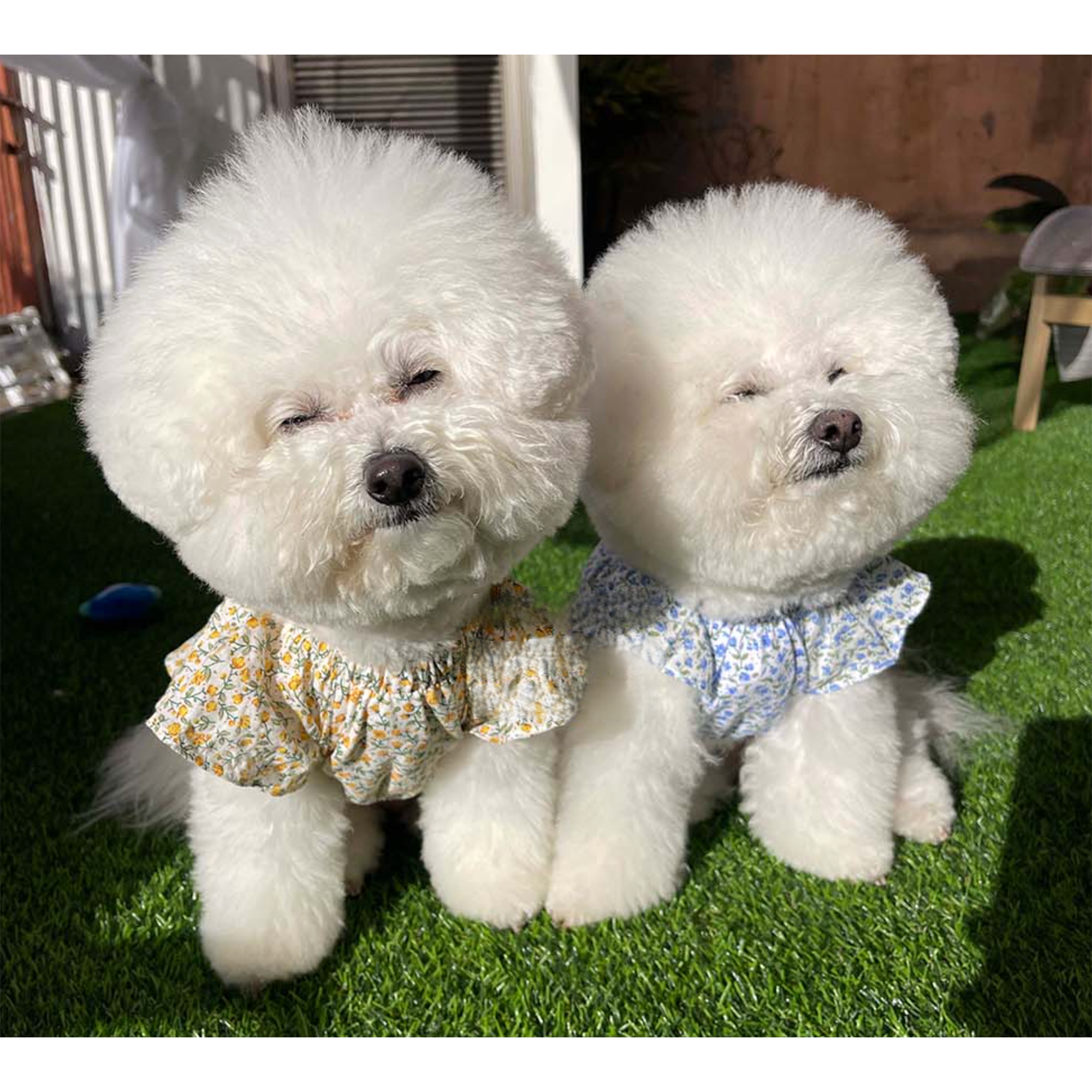 Dog Pet Wear | Blossom One Piece | 正價
