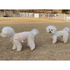 Dog Pet Wear | Heidi Sleeveless | 正價