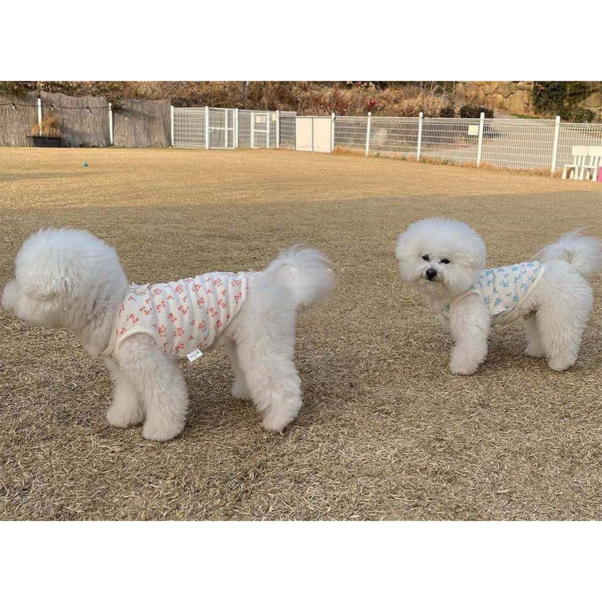 Dog Pet Wear | Heidi Sleeveless | 正價
