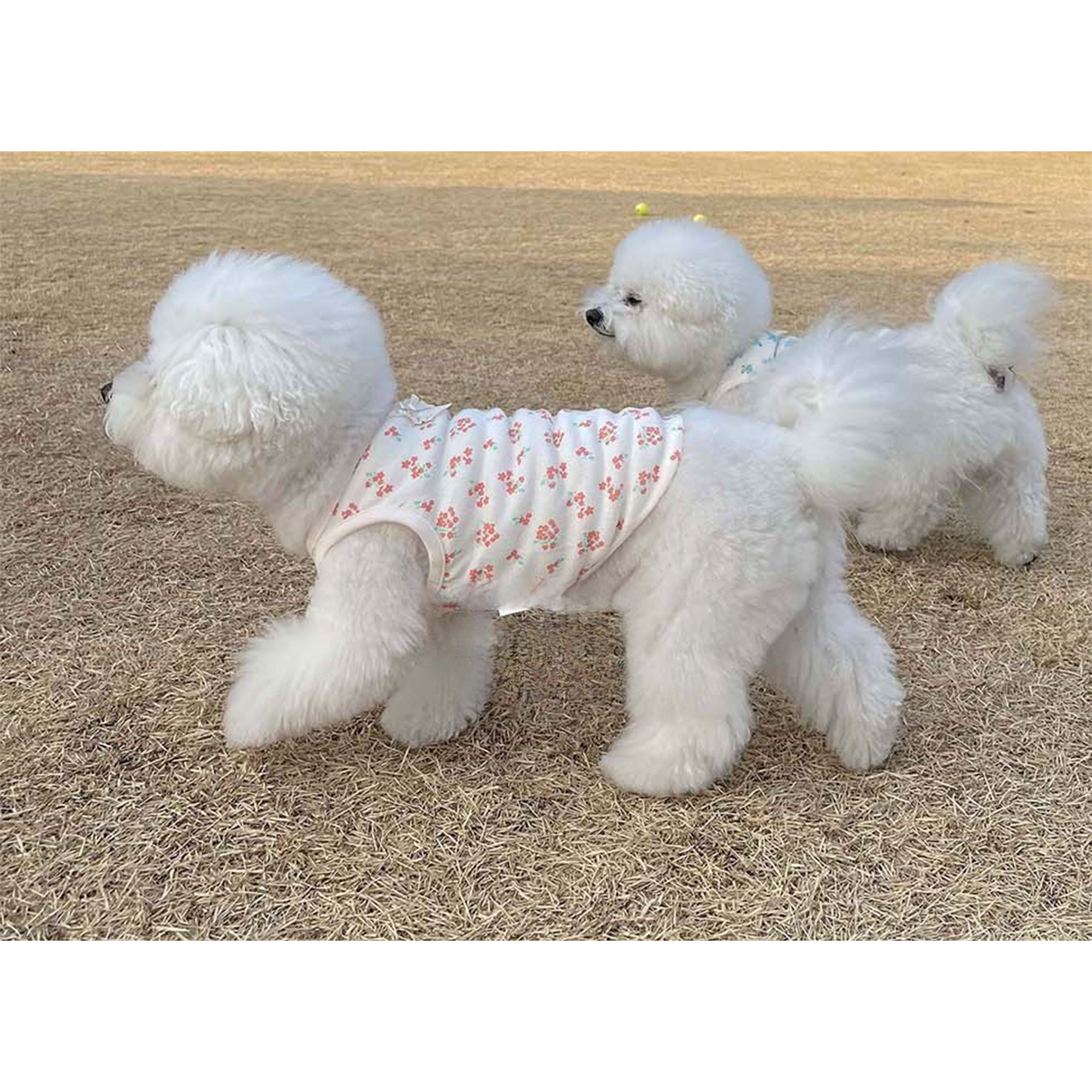 Dog Pet Wear | Heidi Sleeveless | 正價