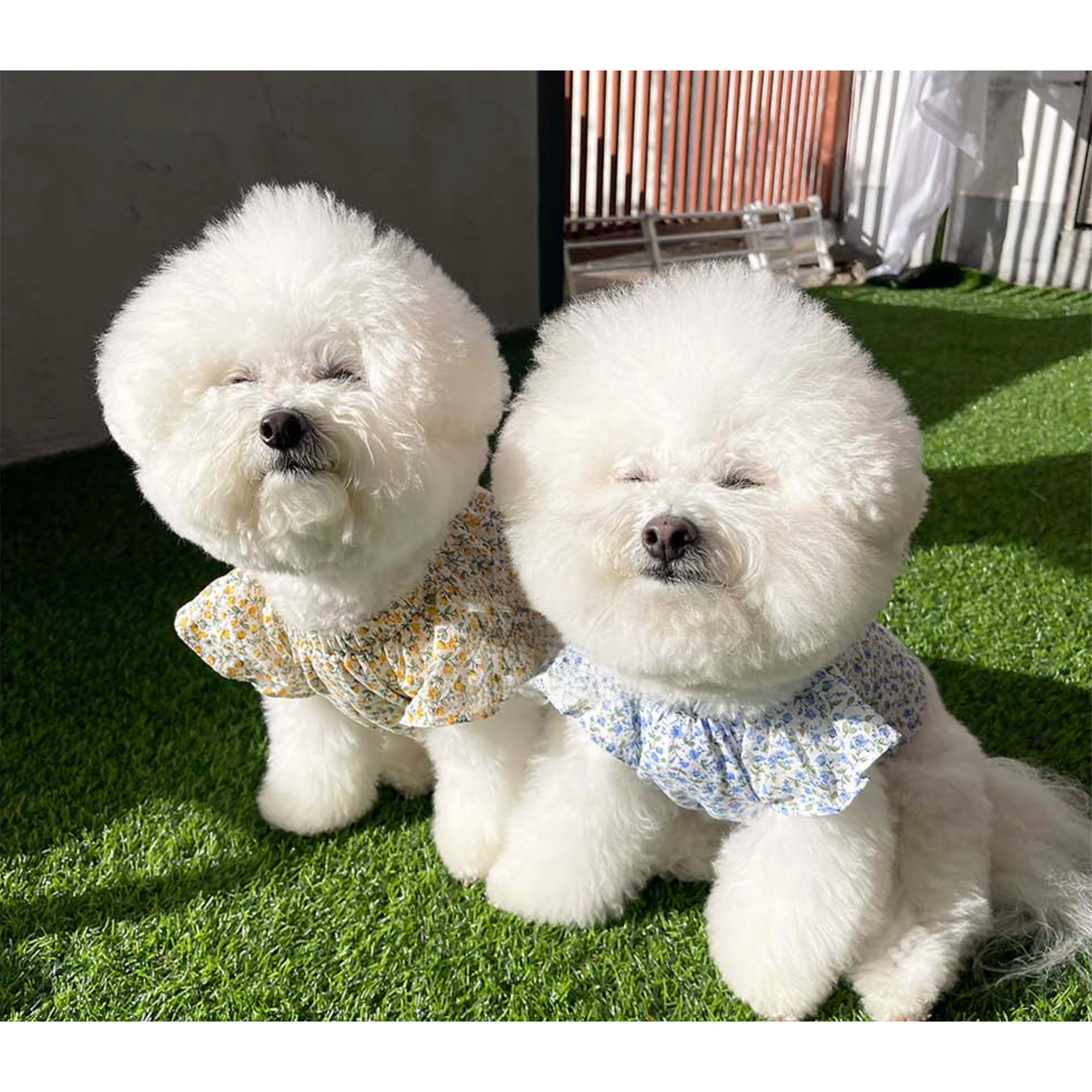 Dog Pet Wear | Blossom One Piece | 正價