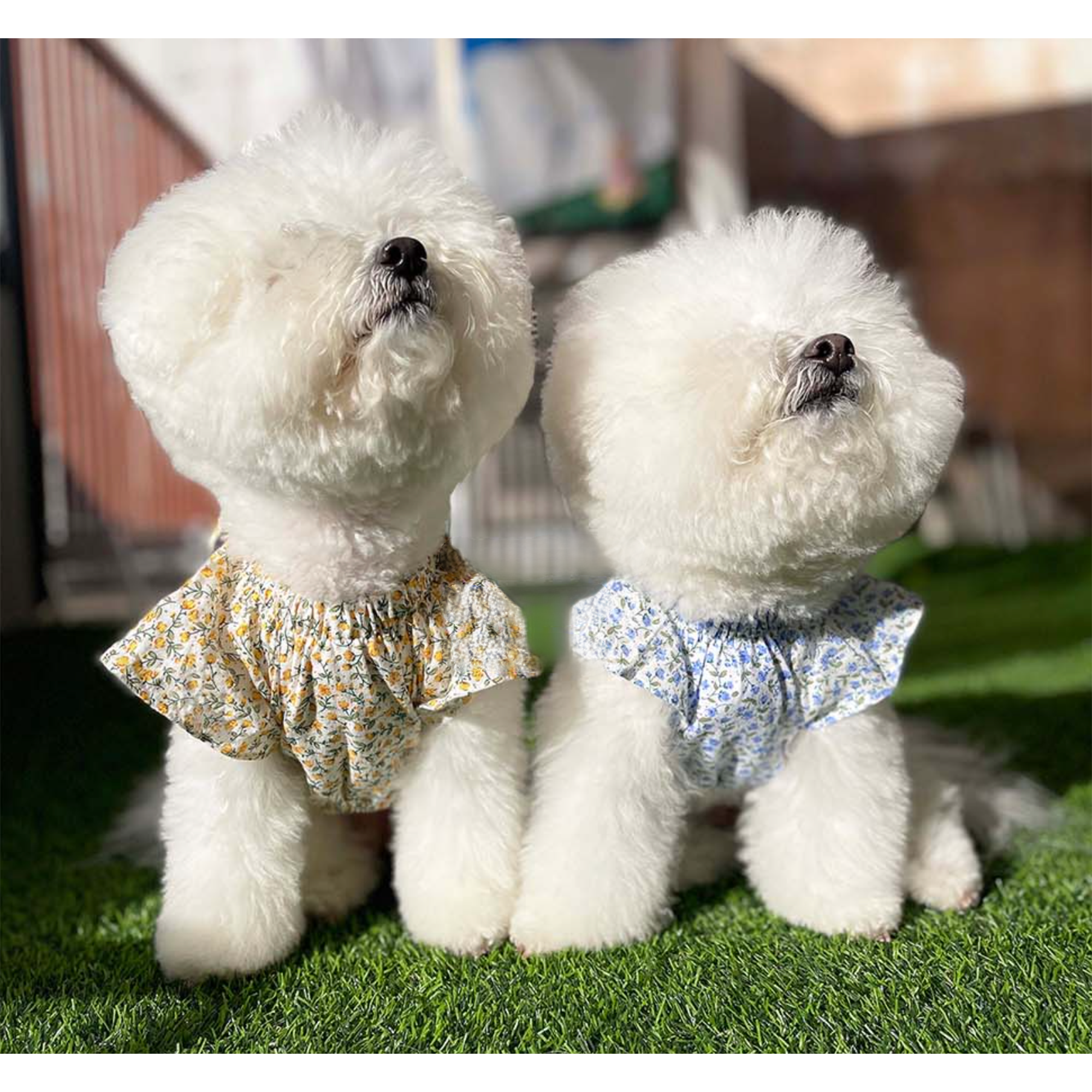 Dog Pet Wear | Blossom One Piece | 正價