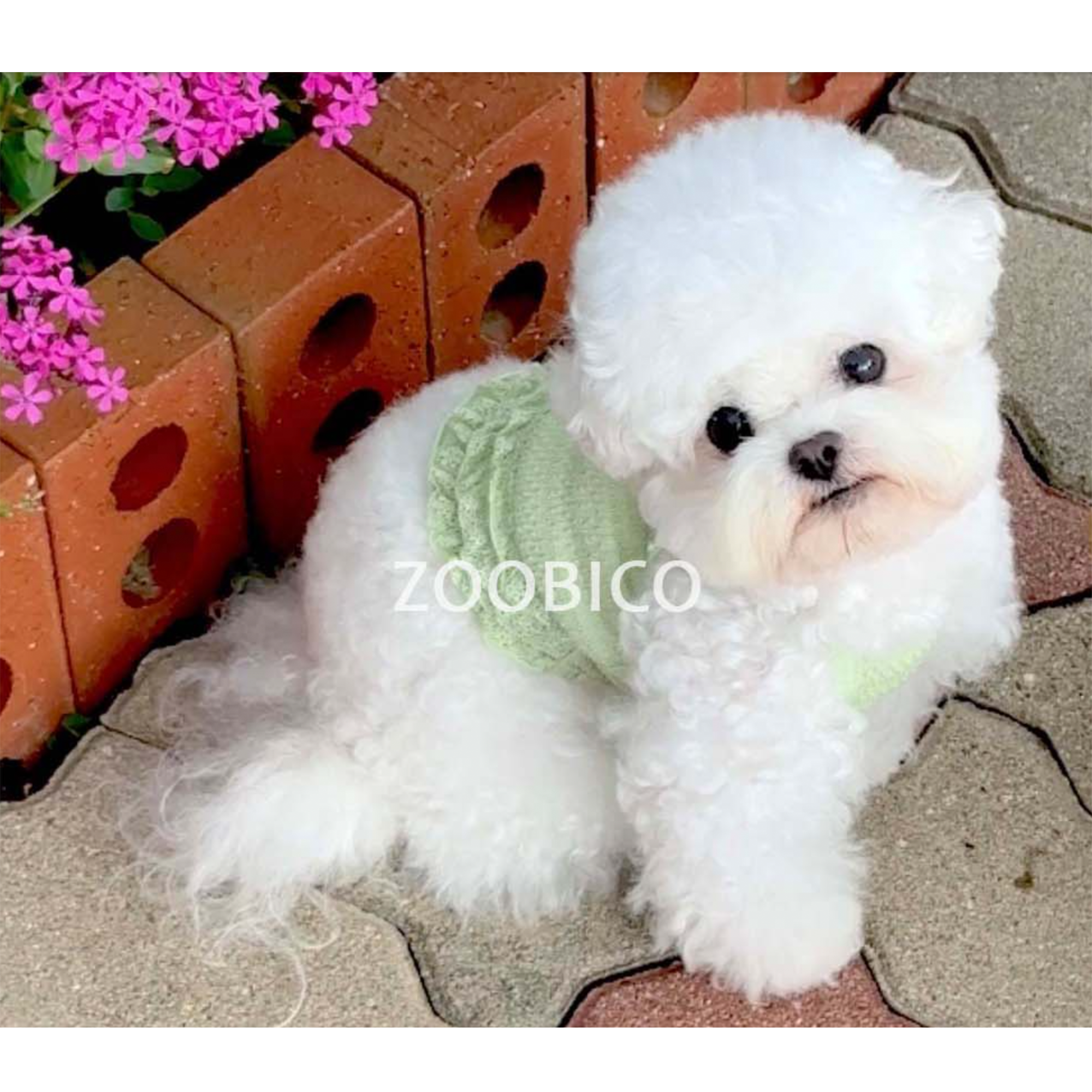 Dog Pet Wear | Picnic Sleeveless | 正價