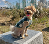 Dog Pet Wear | Love It Vest | 正價