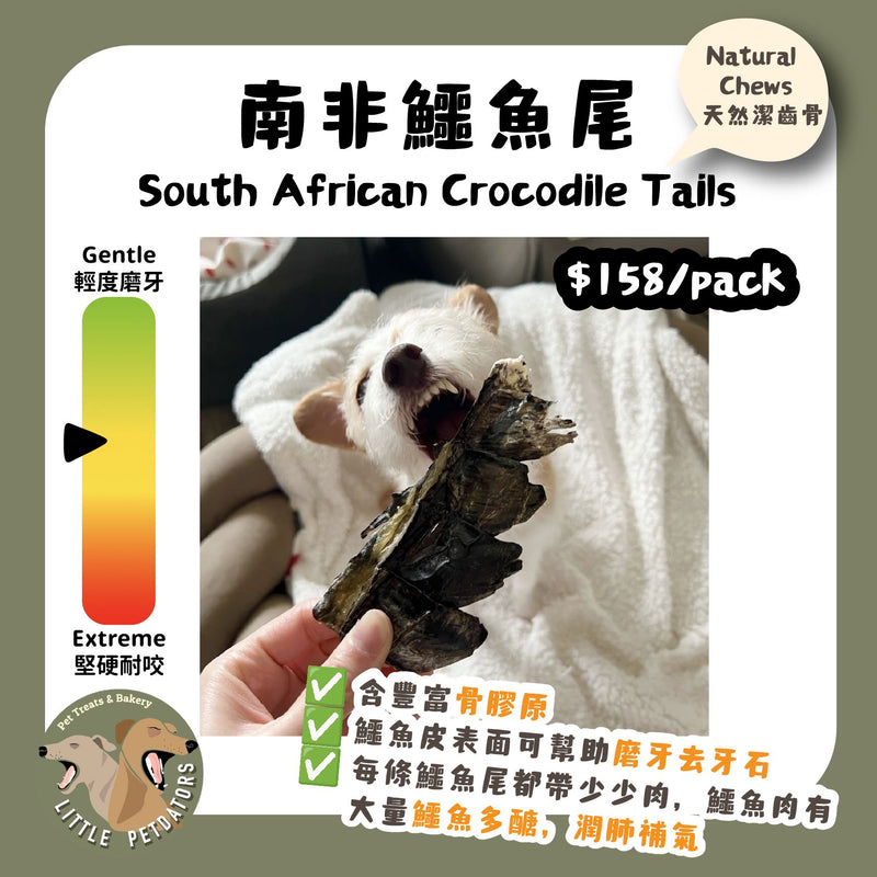 Little Petdators | 短條南非鱷魚尾