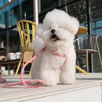 SMIER | S-rope Dog Harness |  正價