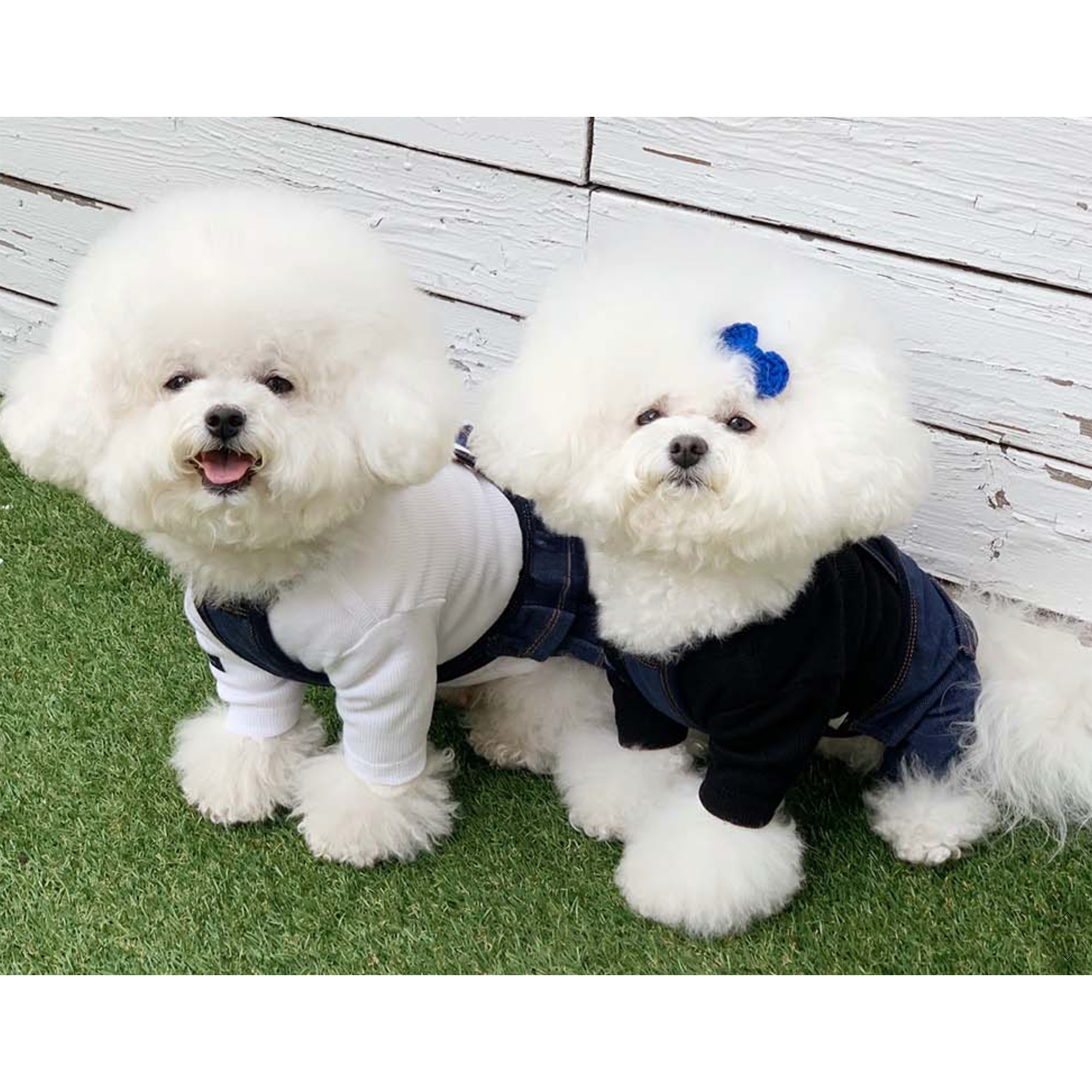Dog Pet Wear | Jean All In One | 正價