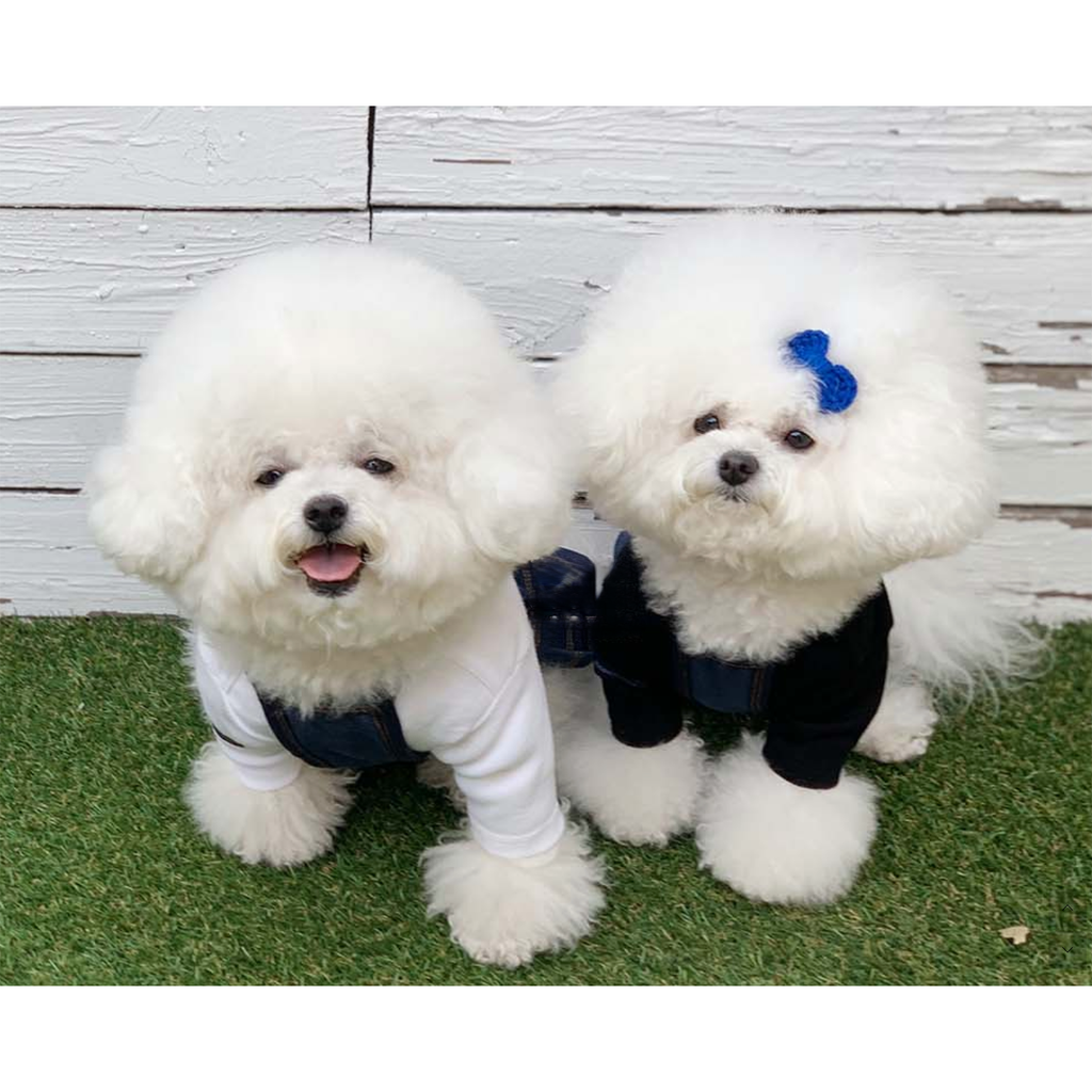 Dog Pet Wear | Jean All In One | 正價