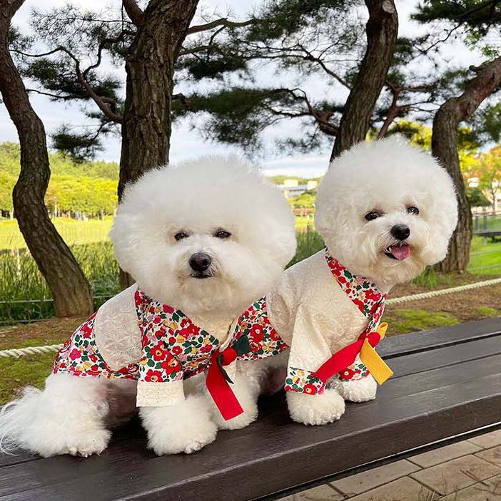 Dog Pet Wear | Hanbok For Dog | 正價