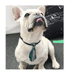 Dog Pet Wear | Collar Ties | 正價
