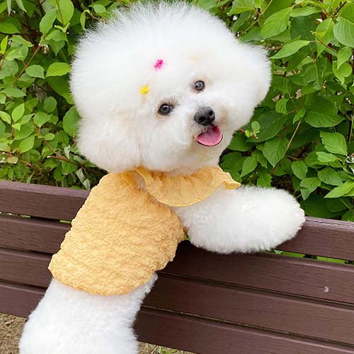 Dog Pet Wear | Bubble Crop T-shirt | Yellow | 正價