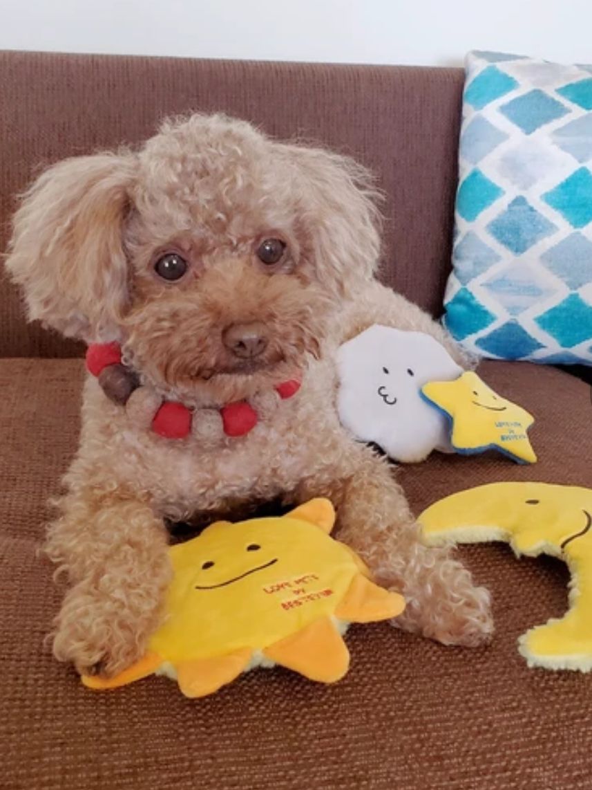 Dog Pet Toy | Sun | 正價